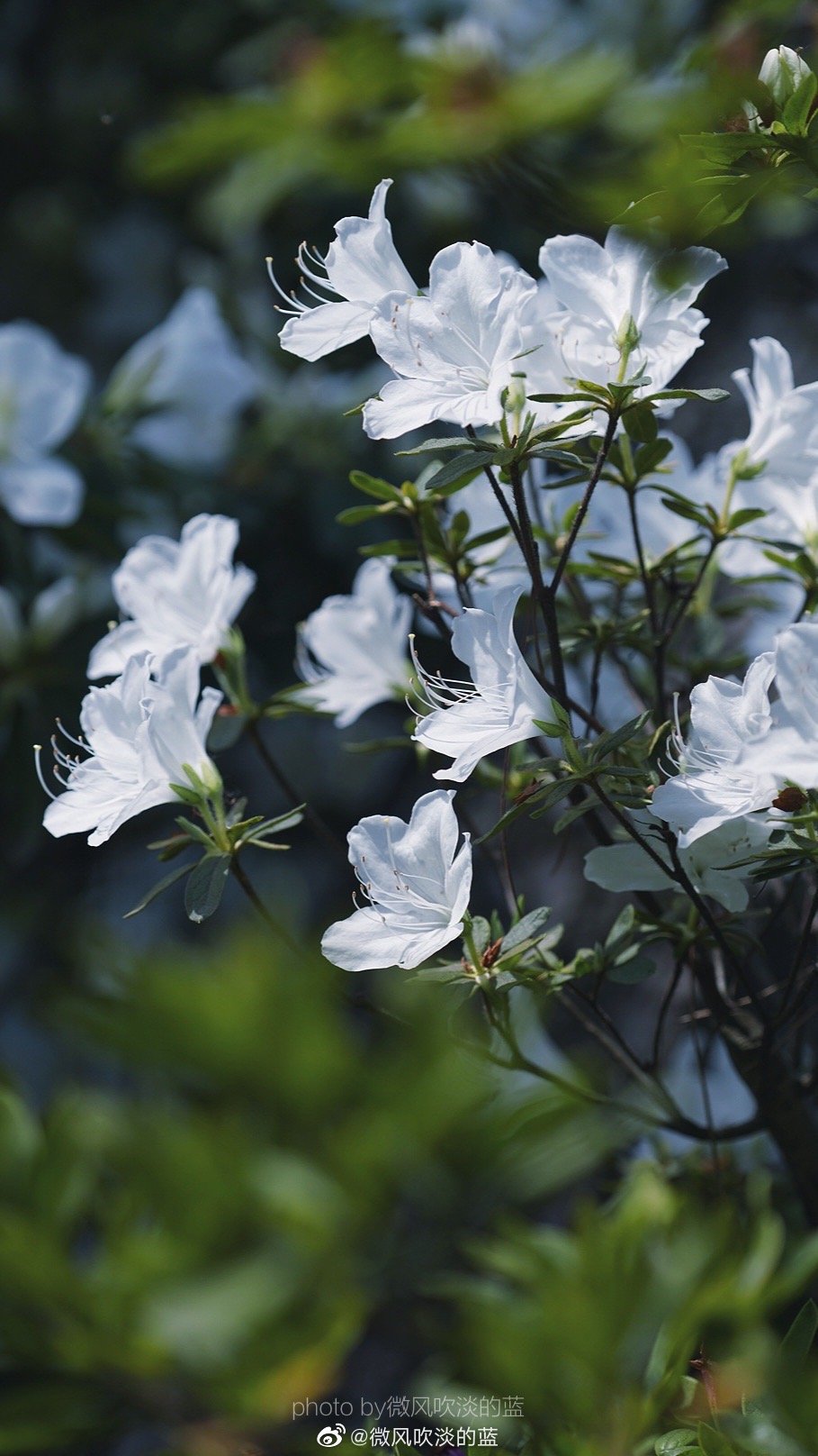 ｜春花·白杜鹃｜
那须带血依芬树,自可梳翎弄雪衣。
摄影@微风吹淡的蓝
#遇见美好时光##你好春天##2020，我的春天##我家的春天##随手拍春天##最南京，全民拍##遇见春光##随手拍最美春天# ​​​