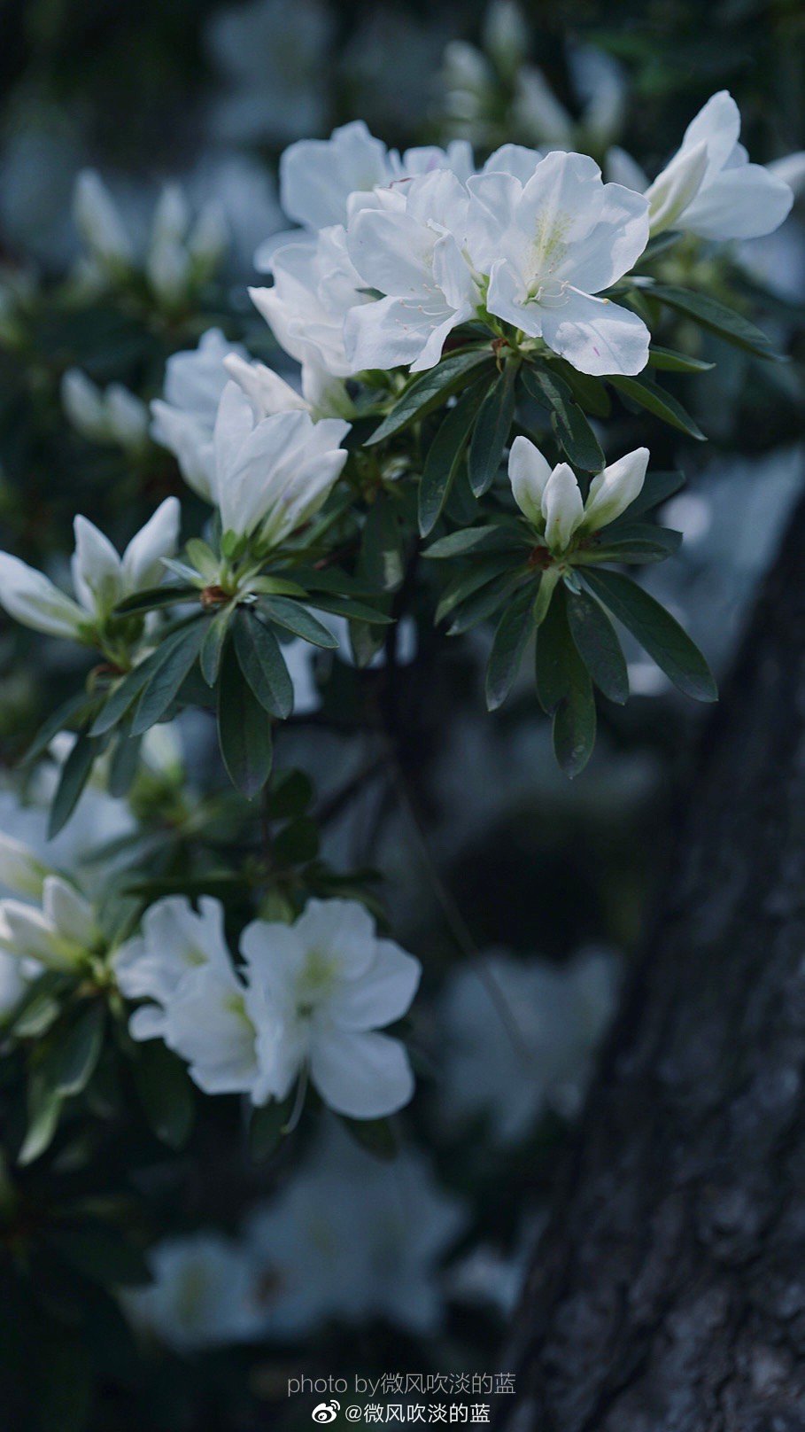 ｜春花·白杜鹃｜
那须带血依芬树,自可梳翎弄雪衣。
摄影@微风吹淡的蓝
#遇见美好时光##你好春天##2020，我的春天##我家的春天##随手拍春天##最南京，全民拍##遇见春光##随手拍最美春天# ​​​