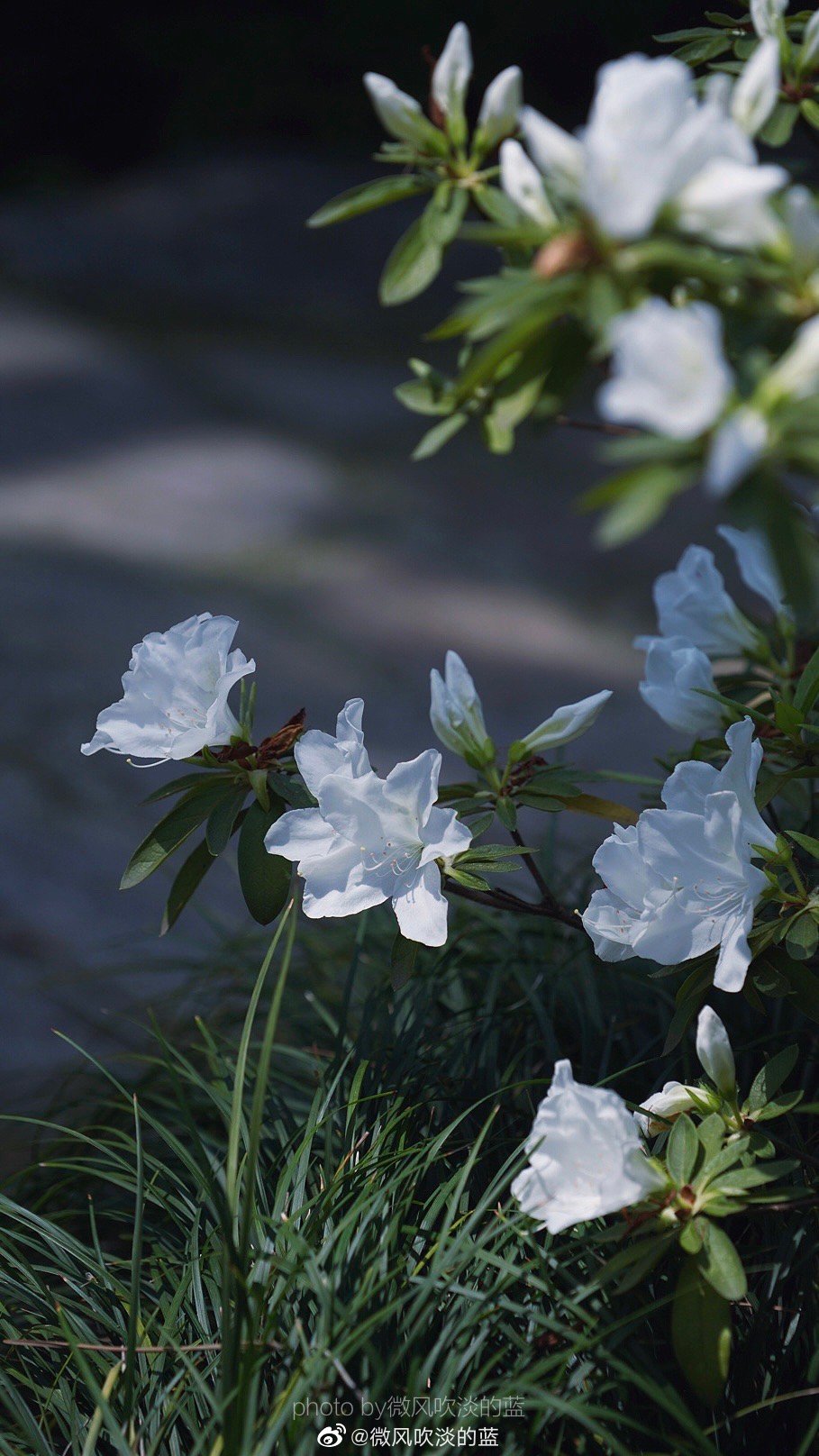 ｜春花·白杜鹃｜
那须带血依芬树,自可梳翎弄雪衣。
摄影@微风吹淡的蓝
#遇见美好时光##你好春天##2020，我的春天##我家的春天##随手拍春天##最南京，全民拍##遇见春光##随手拍最美春天# ​​​