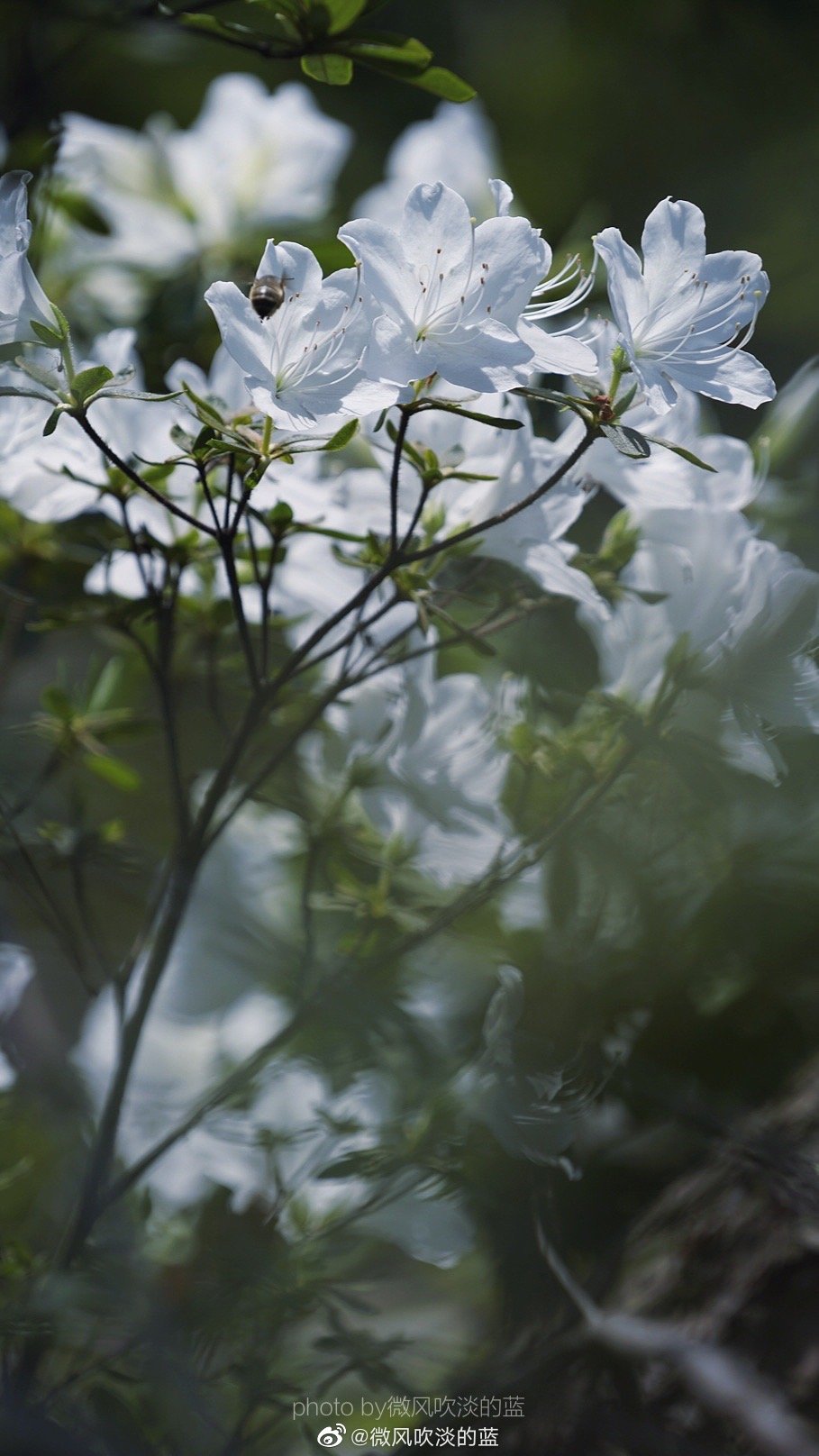 ｜春花·白杜鹃｜
那须带血依芬树,自可梳翎弄雪衣。
摄影@微风吹淡的蓝
#遇见美好时光##你好春天##2020，我的春天##我家的春天##随手拍春天##最南京，全民拍##遇见春光##随手拍最美春天# ​​​