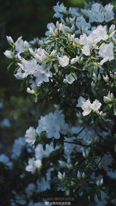 ｜春花·白杜鹃｜
那须带血依芬树,自可梳翎弄雪衣。
摄影@微风吹淡的蓝
#遇见美好时光##你好春天##2020，我的春天##我家的春天##随手拍春天##最南京，全民拍##遇见春光##随手拍最美春天# ​​​