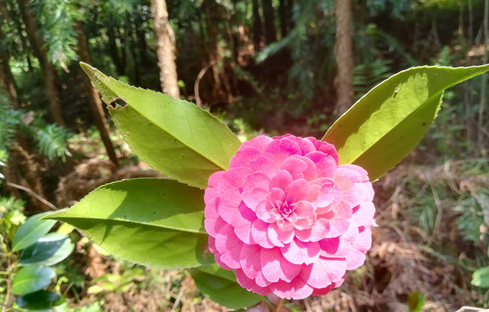 山茶花❤️