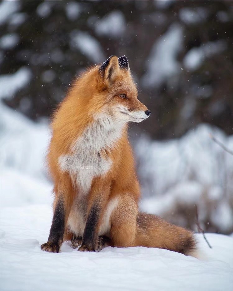 康康阿拉斯加的赤狐