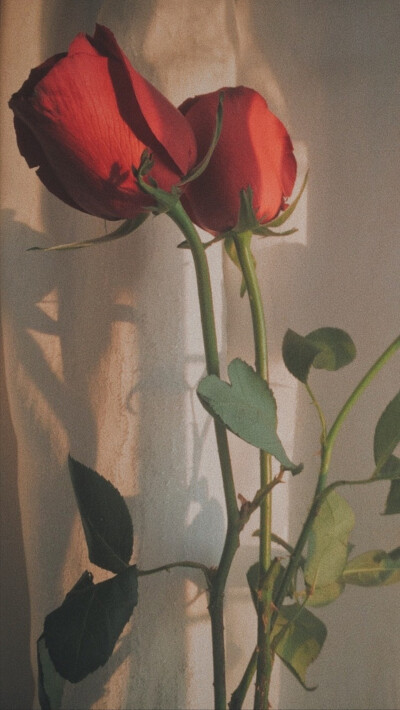 *.. ✧︎˖☆壁纸☆˖ ✧︎.. * 