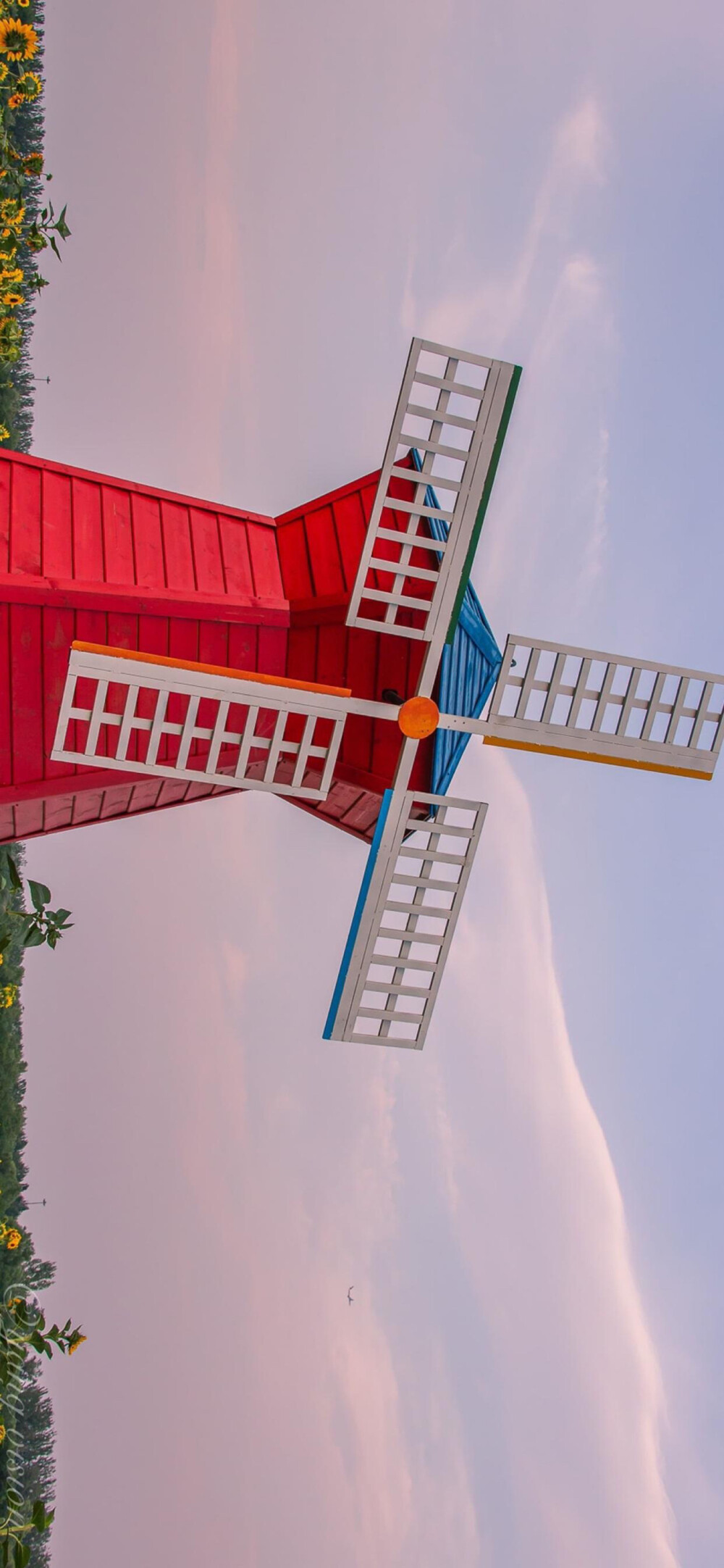 向日葵 锁屏 壁纸 背景