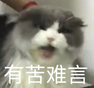 猫猫表情包