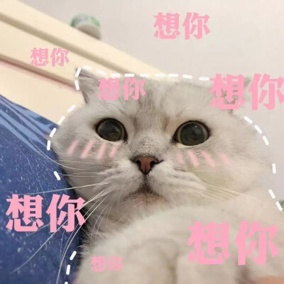 猫猫表情包