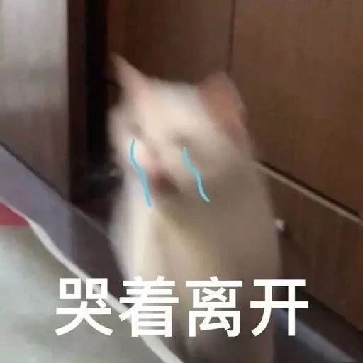 猫猫表情包