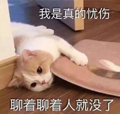 猫猫表情包