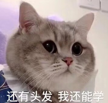 可爱猫猫表情