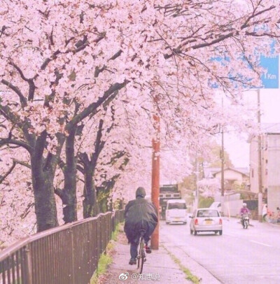 唯美.少女.美好.樱花