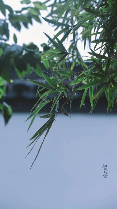 清明时节雨纷纷
图:烟波里的棠