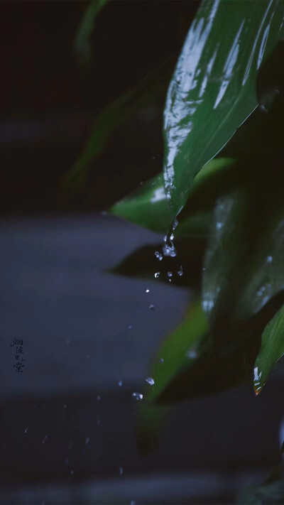 清明时节雨纷纷
图:烟波里的棠