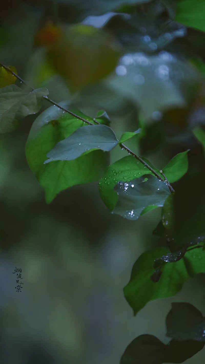 清明时节雨纷纷
图:烟波里的棠