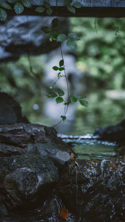 清明时节雨纷纷
图:烟波里的棠