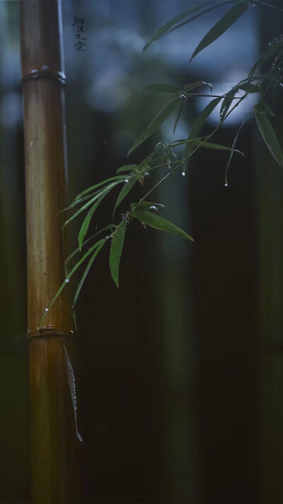 清明时节雨纷纷
图:烟波里的棠