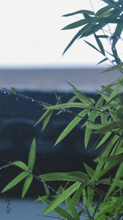 清明时节雨纷纷
图:烟波里的棠