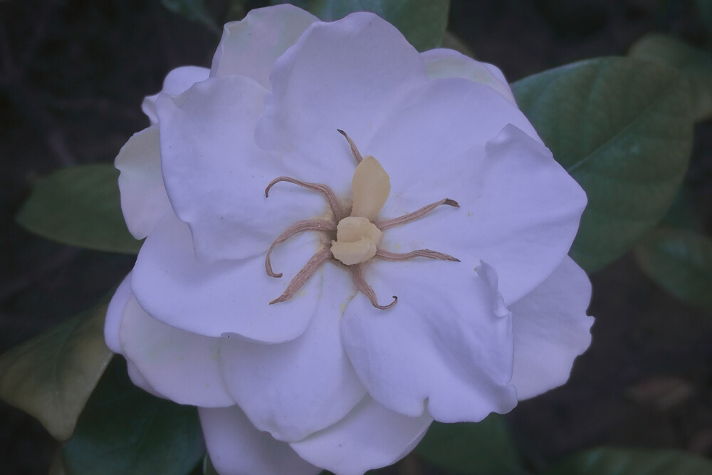 栀子花