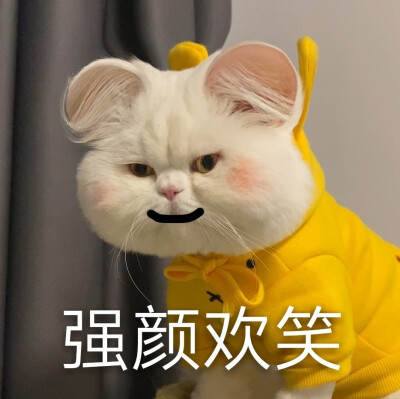 球球是只猫