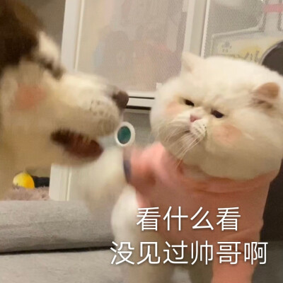 球球是只猫