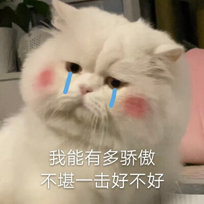 球球是只猫