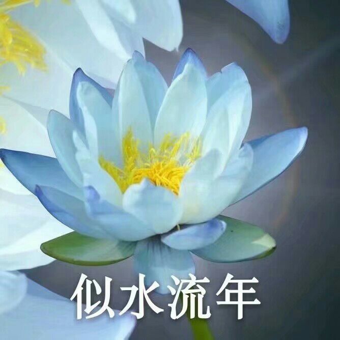 莲花头像