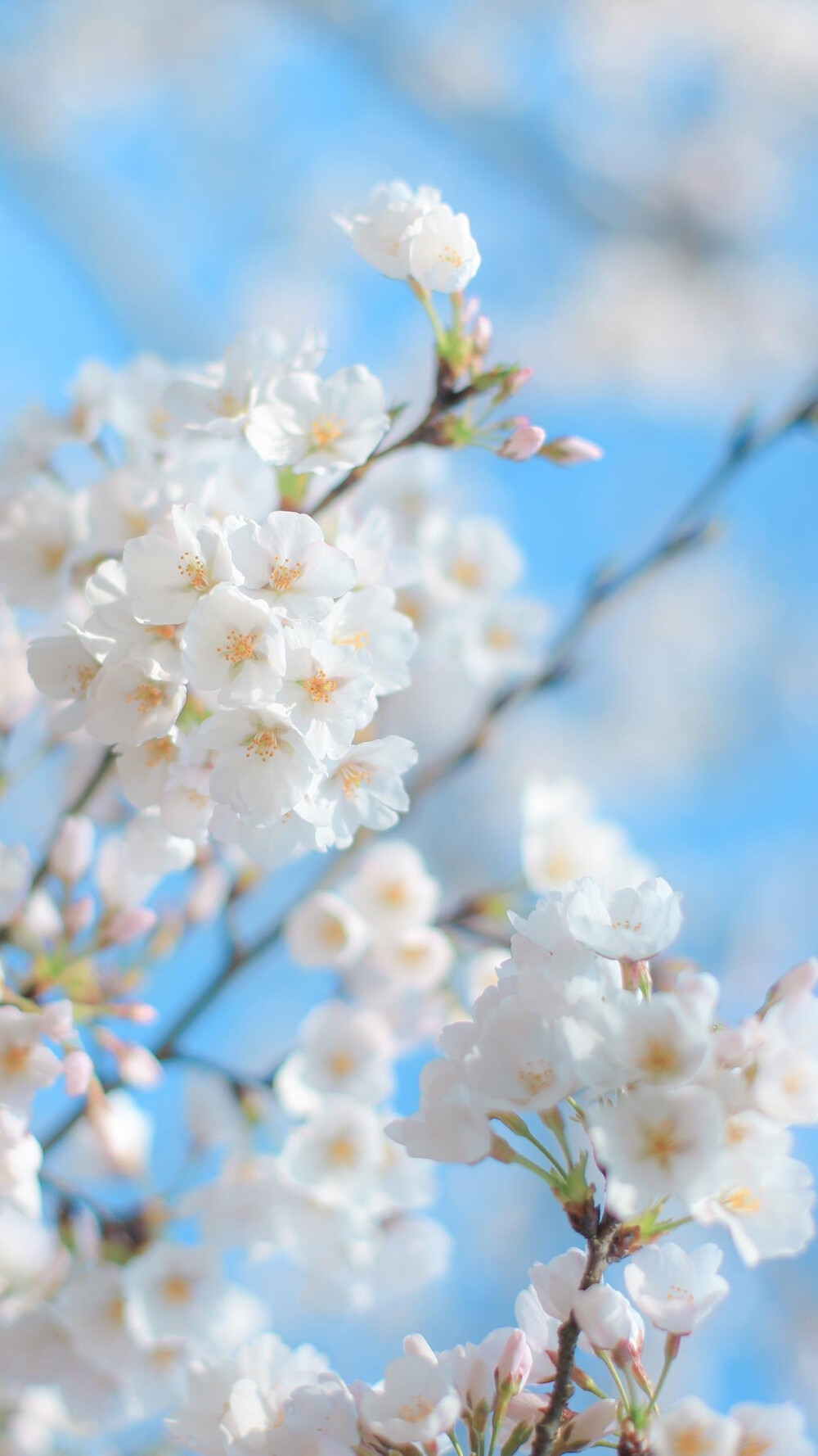 壁纸 清醒 春日 花