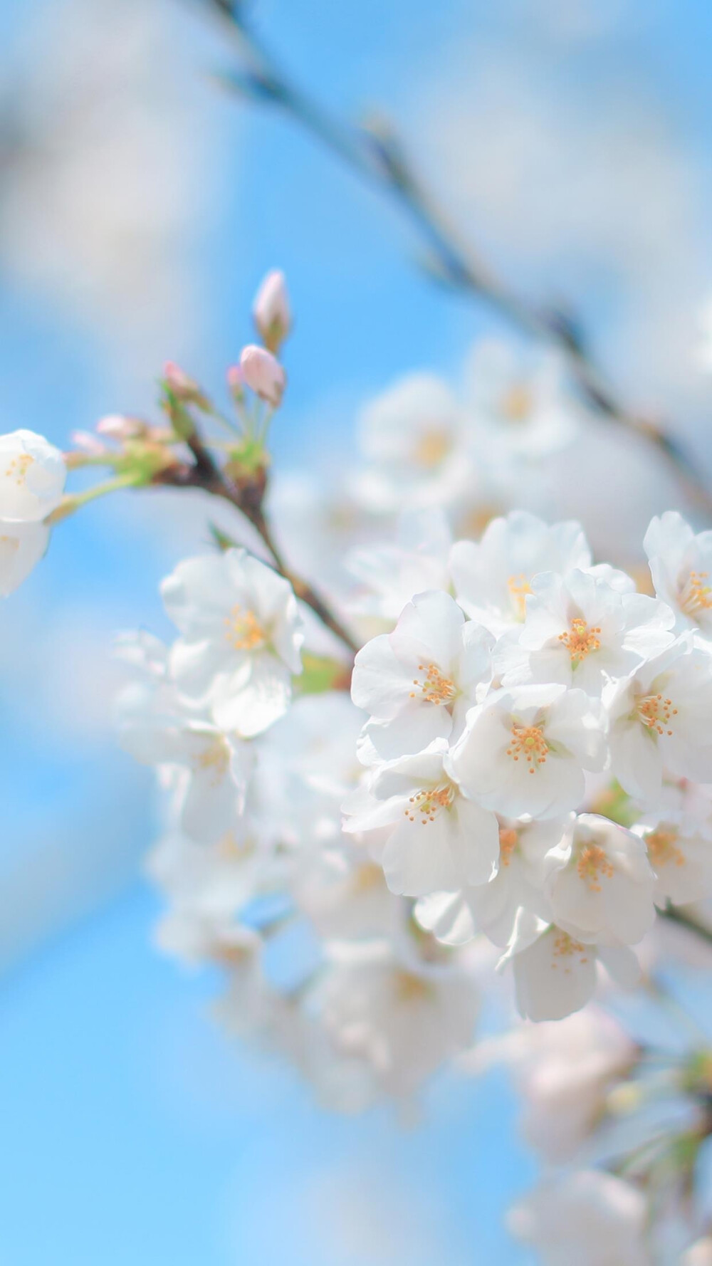 壁纸 清醒 春日 花