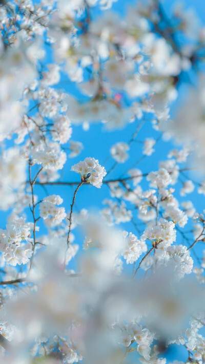 壁纸 清醒 春日 花