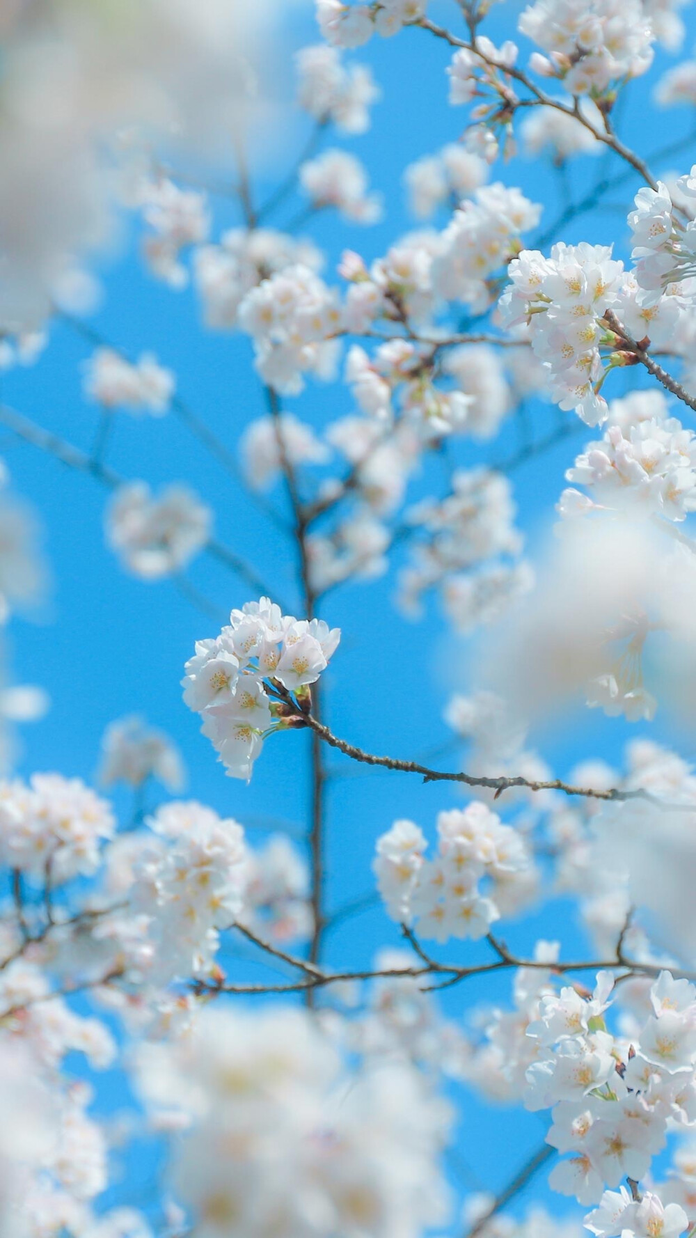 壁纸 清醒 春日 花