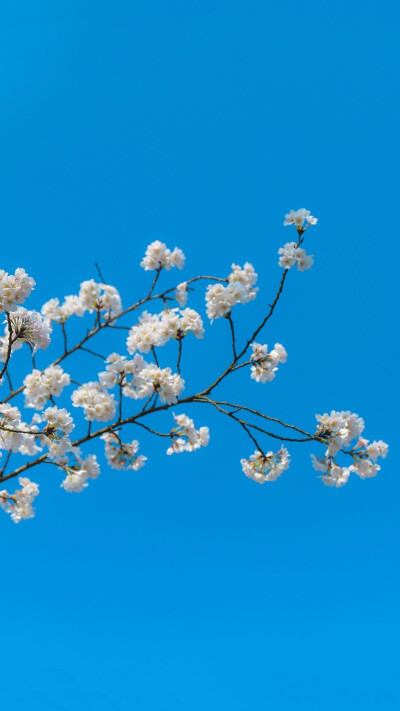 壁纸 清醒 春日 花