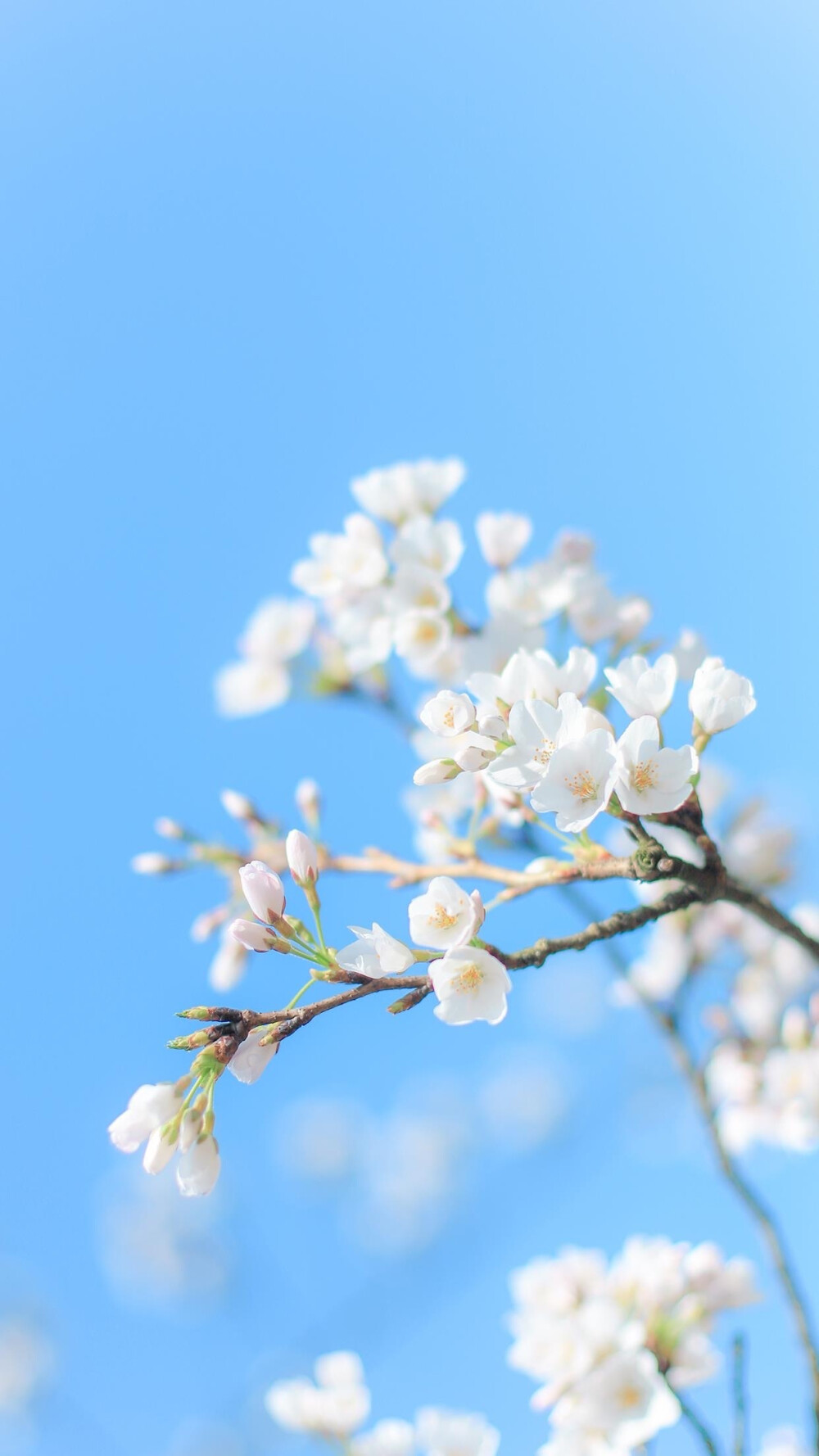 壁纸 清醒 春日 花