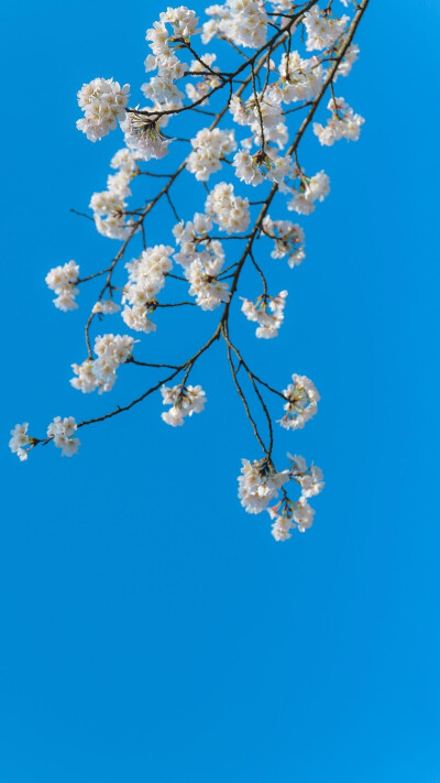 壁纸 清醒 春日 花