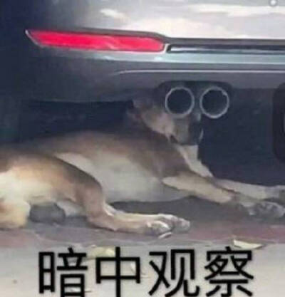 狗子躲汽车下暗中观察