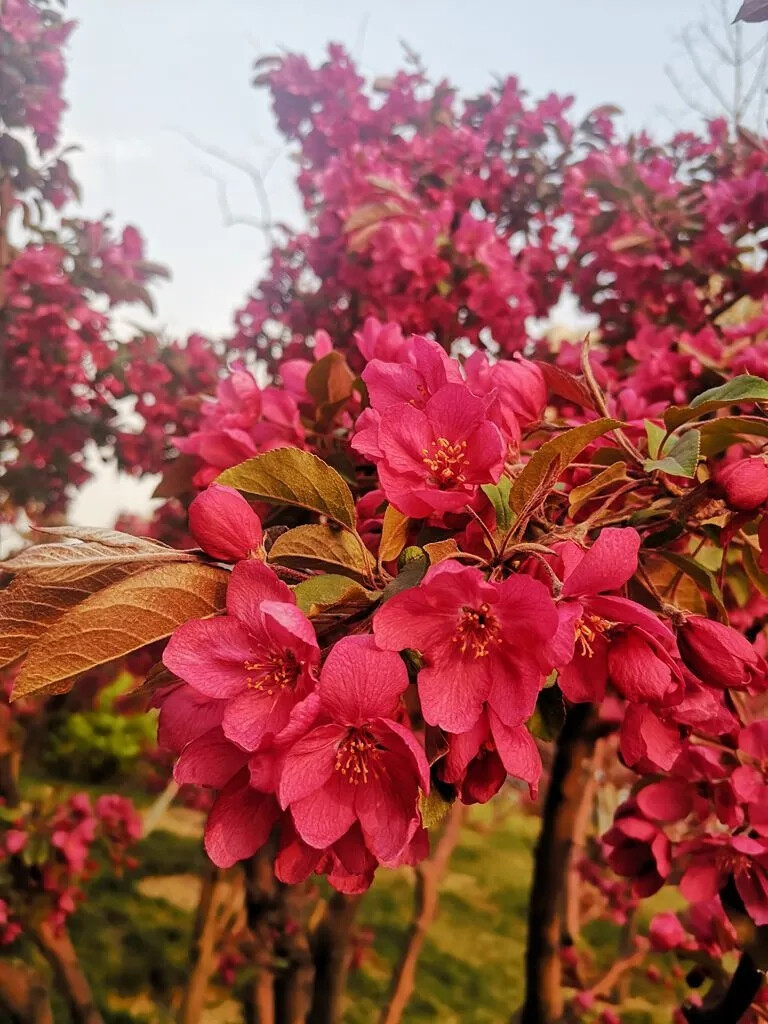 北美海棠