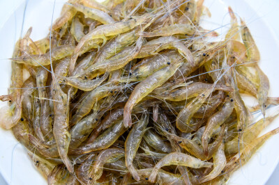 虾 河虾 小河虾 河鲜 小虾米 水产品 生的 新鲜的 待加工的 待烹饪的 食物 食材 食品原料 营养丰富 低脂肪 美食 蛋白质 大量 堆放 白瓷盘 白色背景 特写 简单 荷花 莲花 粉花 荷叶 叶子 绿叶 植物 装饰
