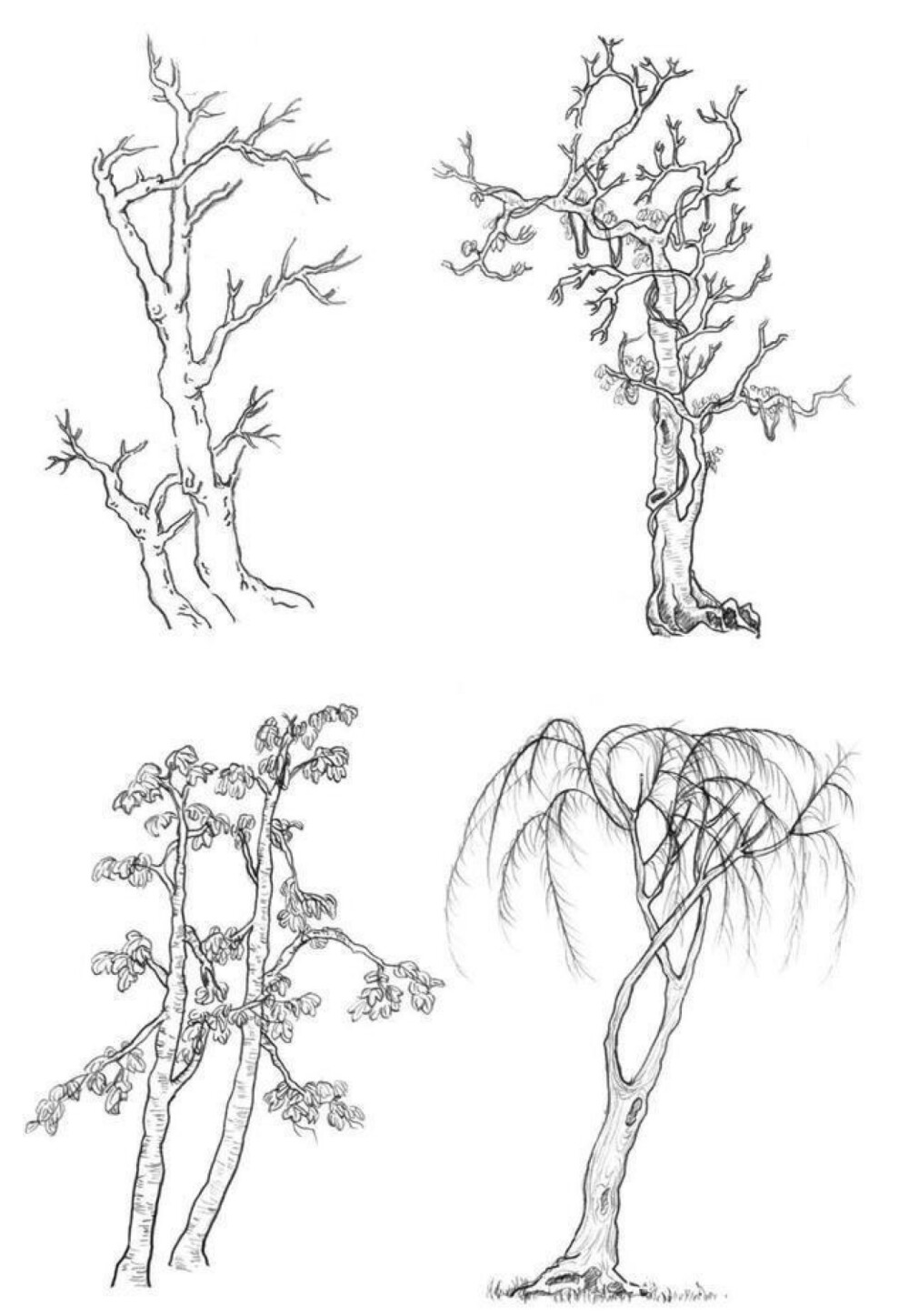 钢笔植物建筑速写