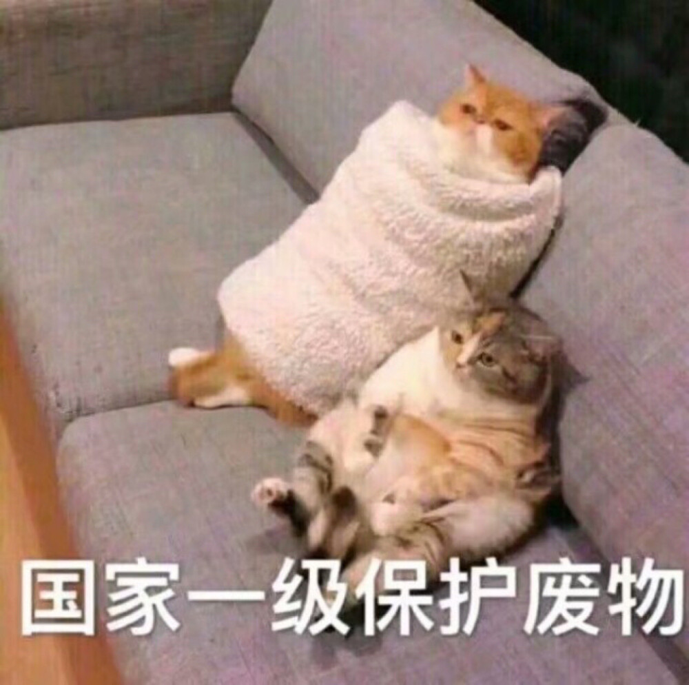 小猫猫