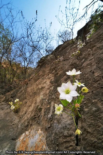 槭叶铁线莲 Clematis acerifolia