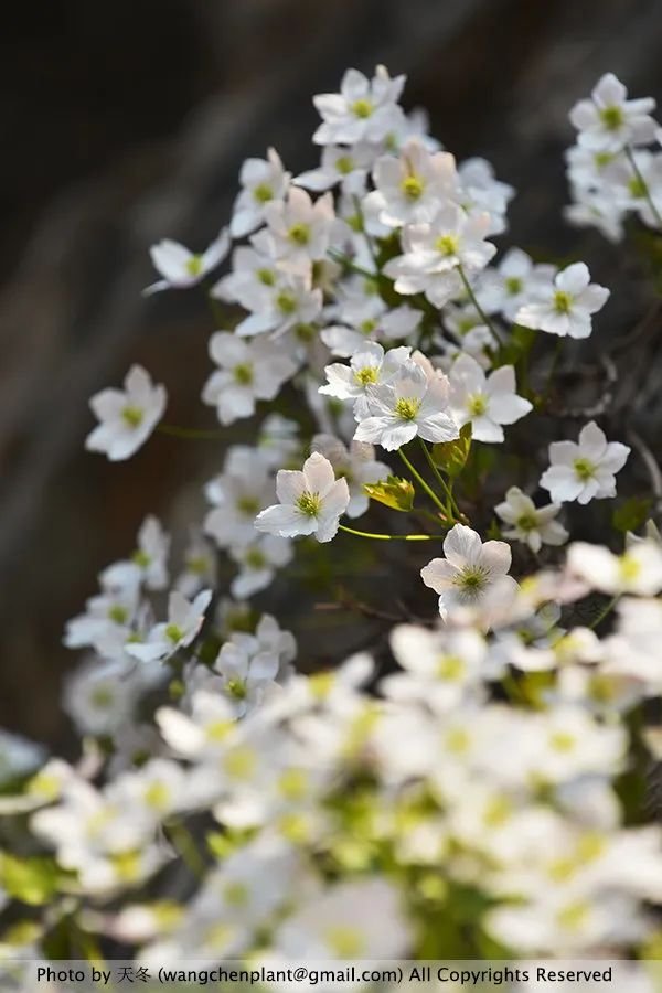 槭叶铁线莲 Clematis acerifolia