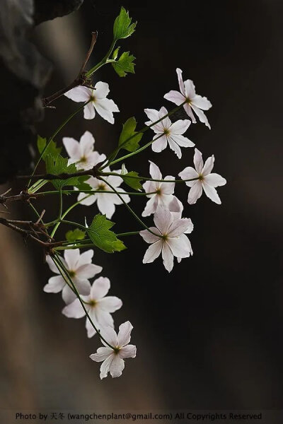 槭叶铁线莲 Clematis acerifolia