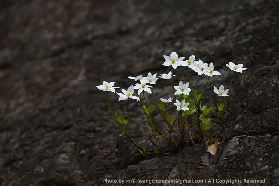 槭叶铁线莲 Clematis acerifolia