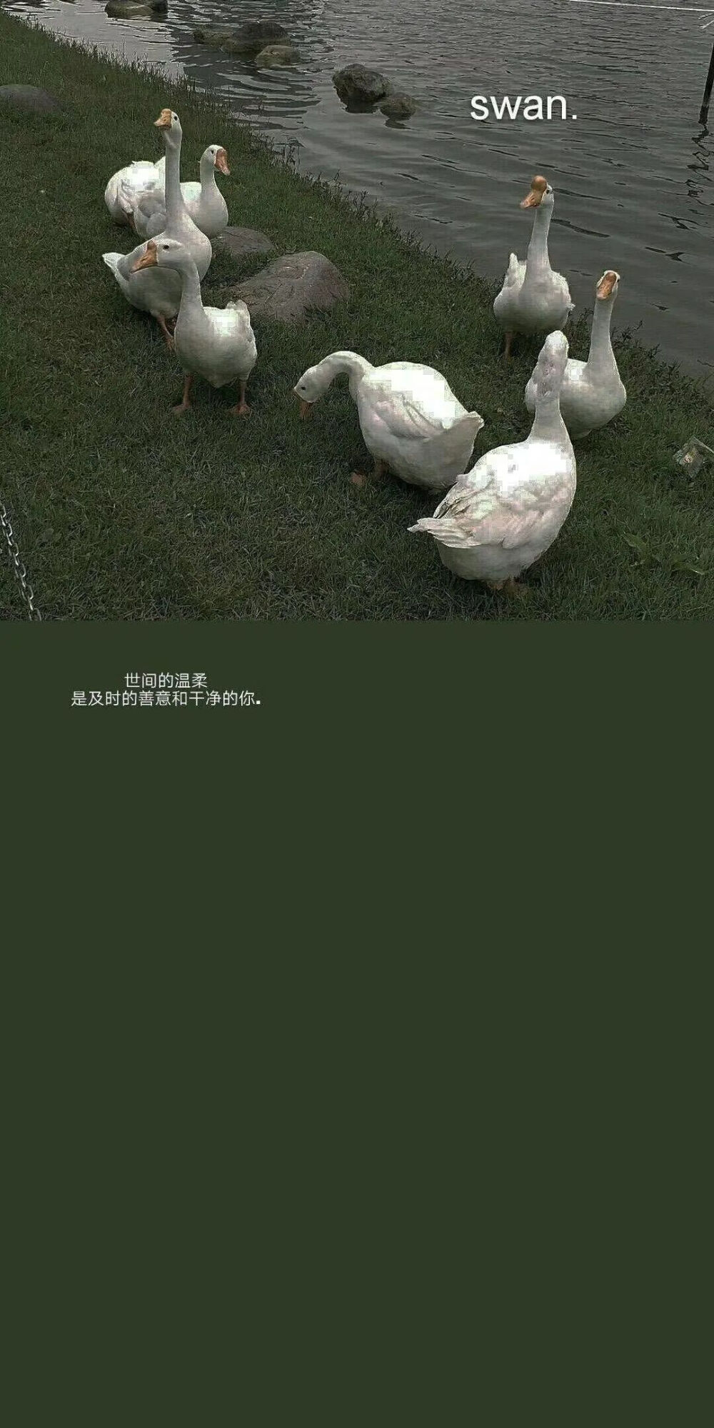 绿色壁纸