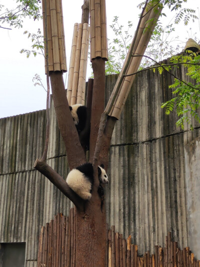 2020.4.11~成都、熊猫养殖基地