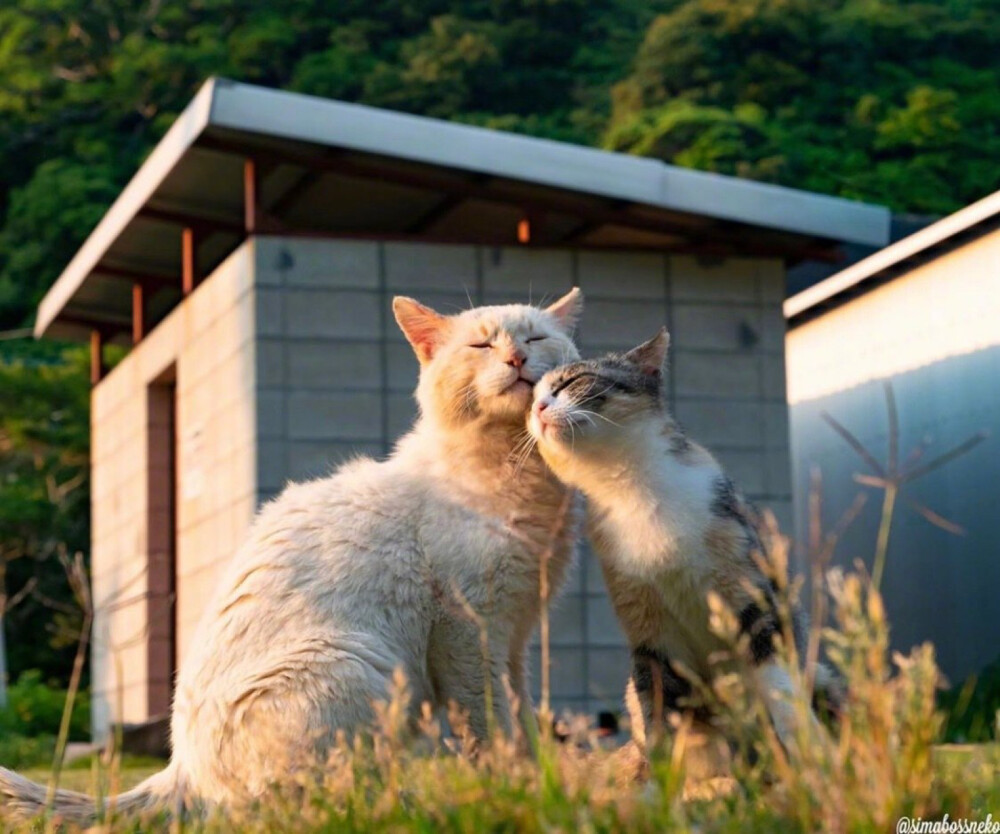 猫岛的幸福