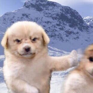 动物情头图源网络