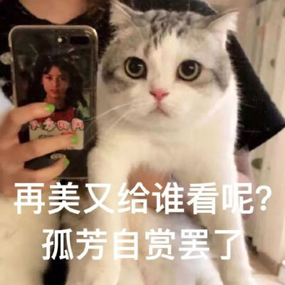 猫咪头像