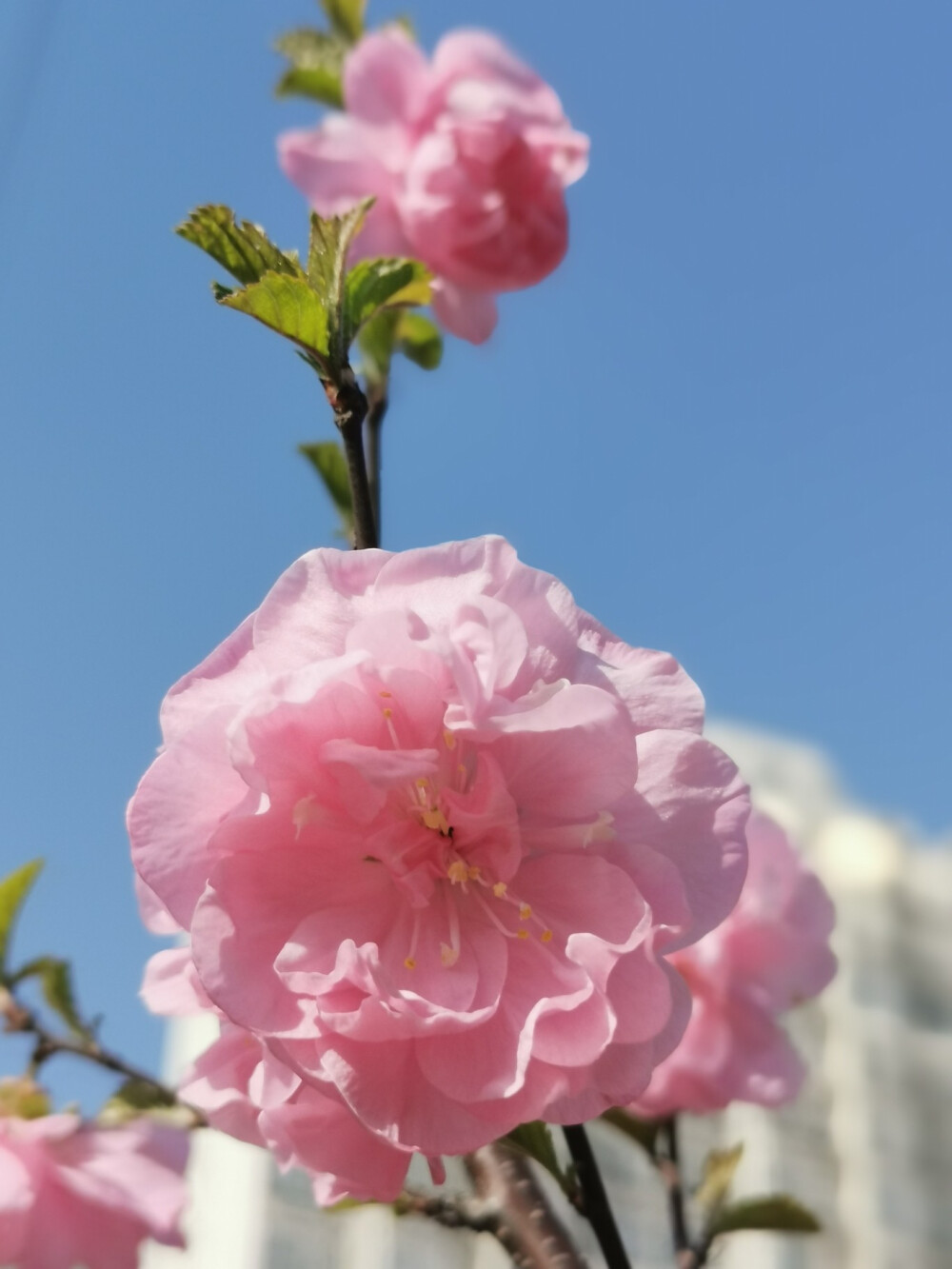 花樹近景