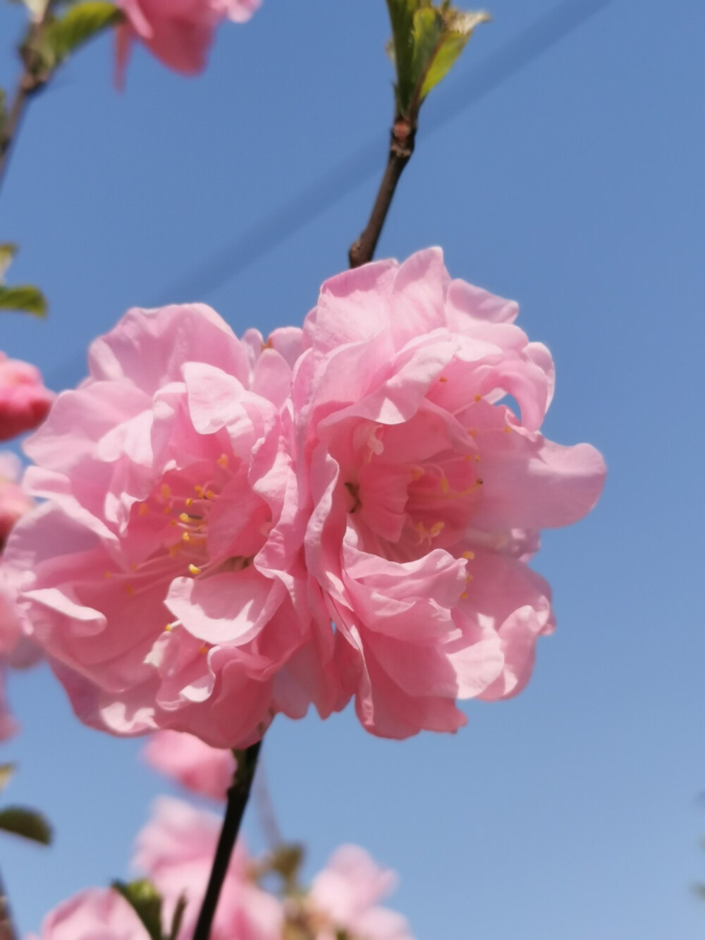 花樹近景