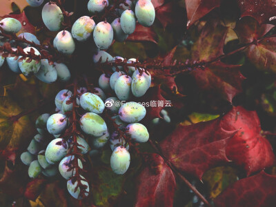 【摄影 壁纸 横图 色彩 个性 阔叶十大功劳 春】_临箐云摄影